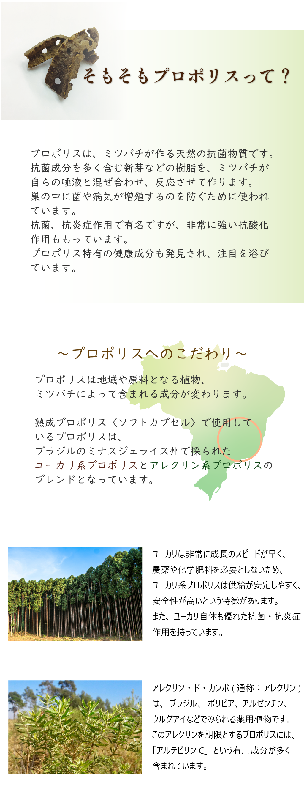 プロポリスってなに？