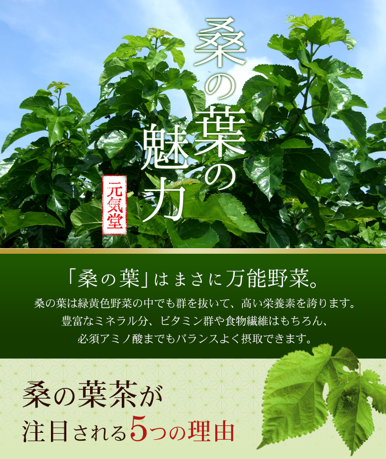 桑の葉の魅力