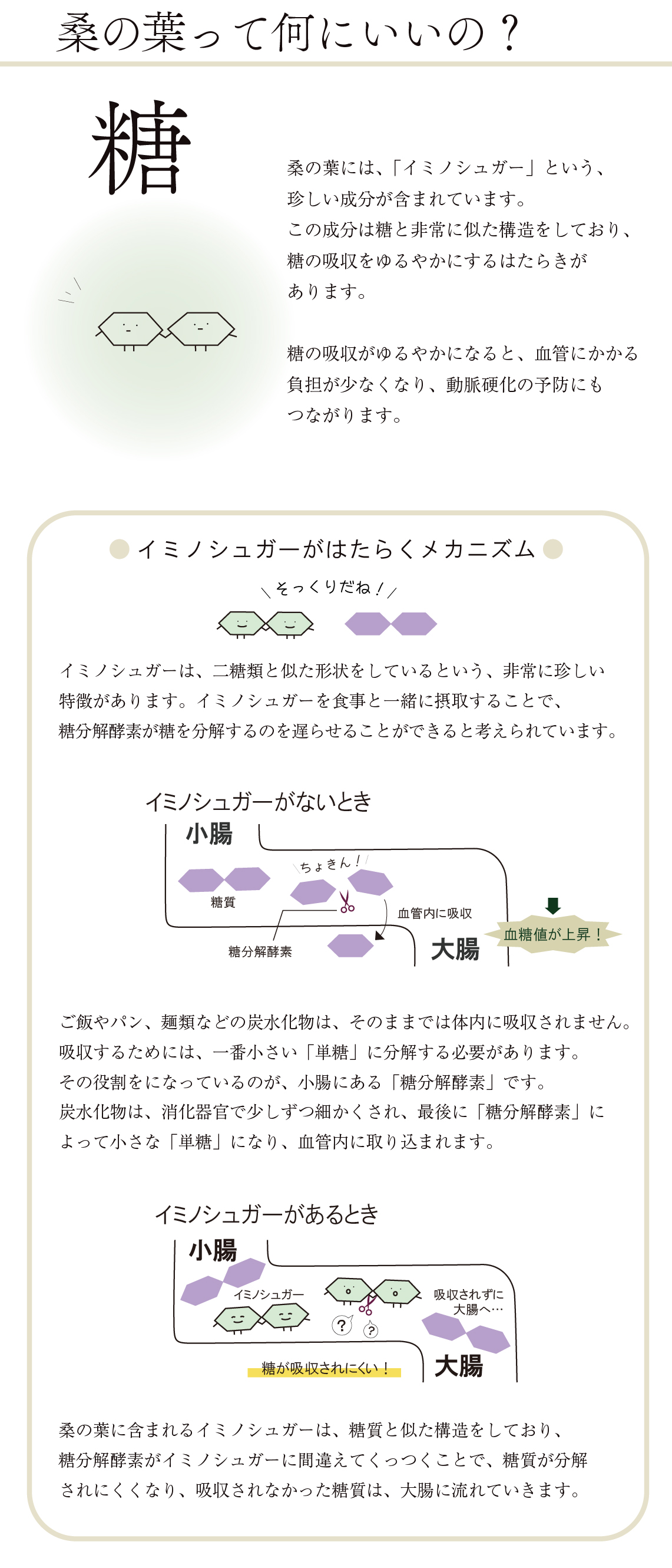 桑の葉と糖の関係